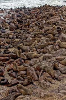 colony of seal on the beach at cape cross seal reserve near the skeleton coast 