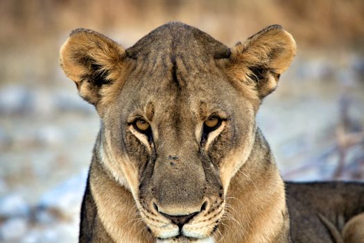 close-up face of a lioness in etosha national park africa