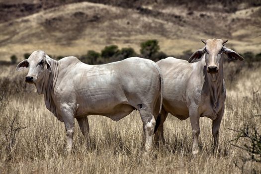 cow in the namib naukluft national park namibia africa