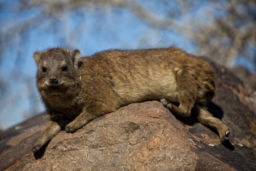 dassie rock at quiver tree forest namibia africa