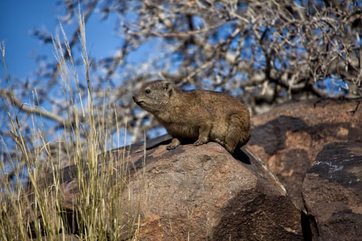 dassie rock at quiver tree forest namibia