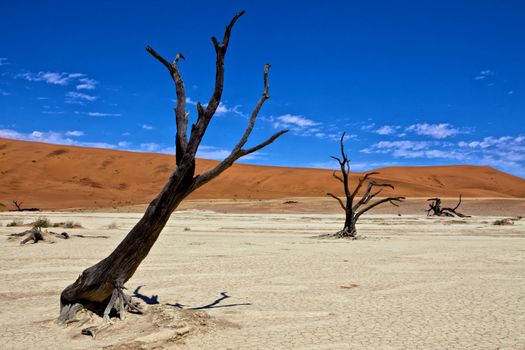 dead trees in front of a orange dune in deadvlei namib naukluft desert