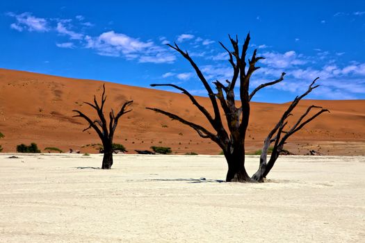 dead trees in front of a orange dune in deadvlei namib naukluft national park namibia africa