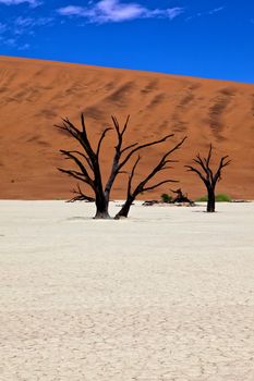 dead trees in front of a orange dune in deadvlei namib naukluft national park namibia