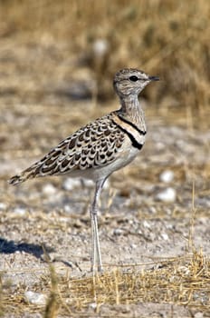 double banded courser in etosha national park namibia