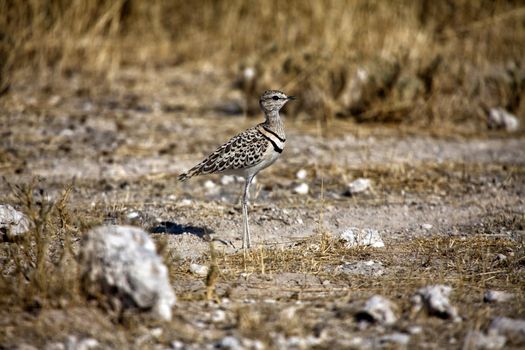 double banded courser in etosha national park 