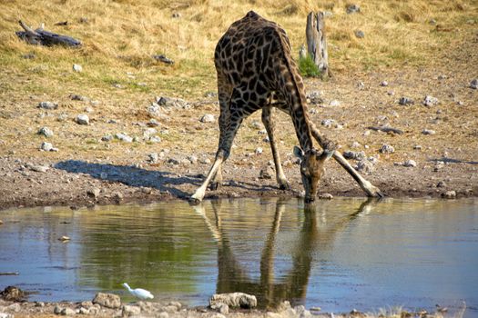 drinking giraffe at a waterhole in etosha national park namibia