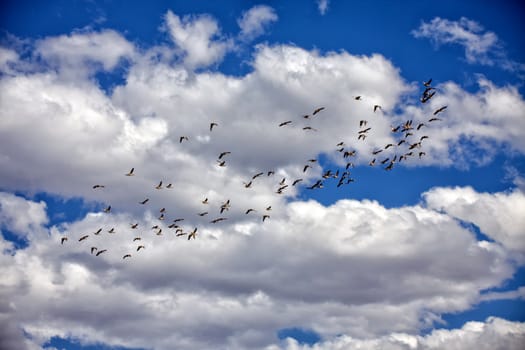 ducks flying in Daan Viljoen Game Park Namibia