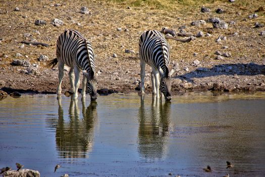 drinking zebra at a waterhole in etosha national park namibia