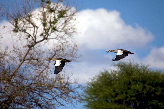 ducks flying in Daan Viljoen Game Park