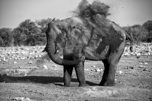 elephant blowing dust in etosha national park namibia