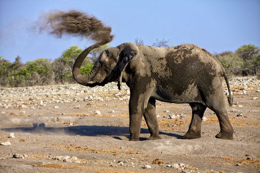 elephant blowing dust in etosha national park namibia