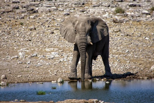 Elephant drinking water in a water hole at etosha national park