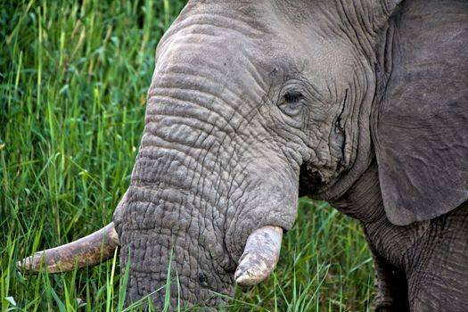 elephant close-up at etosha national park namibia