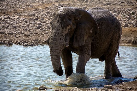 Elephant in a waterhole in etosha national park namibia