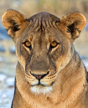 face close-up of a lion in etosha national park namibia africa