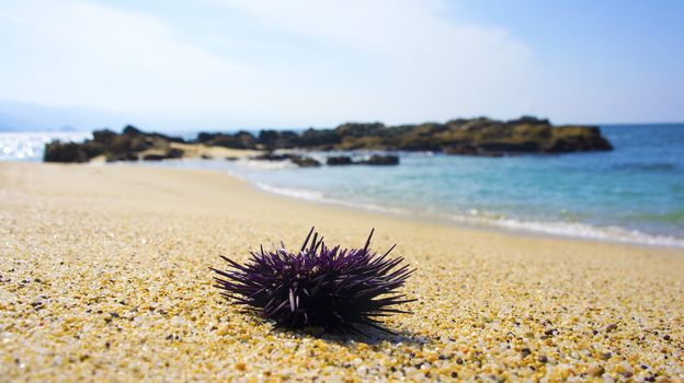 Closup of a purple seastar lying on the beach.
