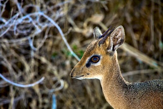 face of a dik-dik at etosha national park namibia