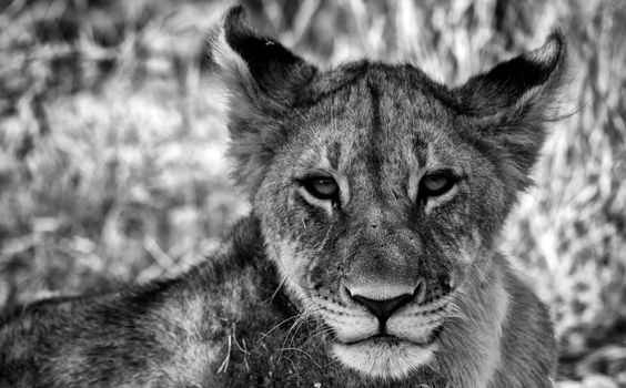 face of a lion cub at etosha national park namibia