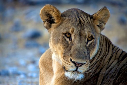 face of a lion at etosha national park namibia africa