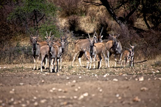 few eland at daan viljoen game park namibia africa