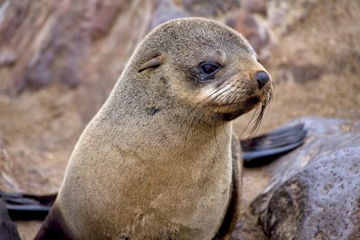 fur seal cube on the beach at cape cross seal reserve namibia africa