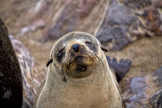 fur seal cube on the beach at cape cross seal reserve namibia