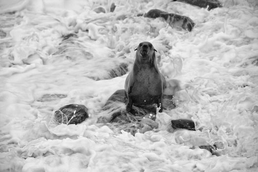 fur seal cube screaming in the sea at cape cross seal reserve namibia africa near the skeleton coast