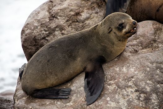 fur seal cube screaming on the beach at cape cross seal reserve namibia africa near the skeleton coast