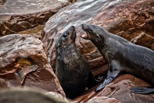 fur seal fighting on the beach at cape cross seal reserve namibia africa near the skeleton coast