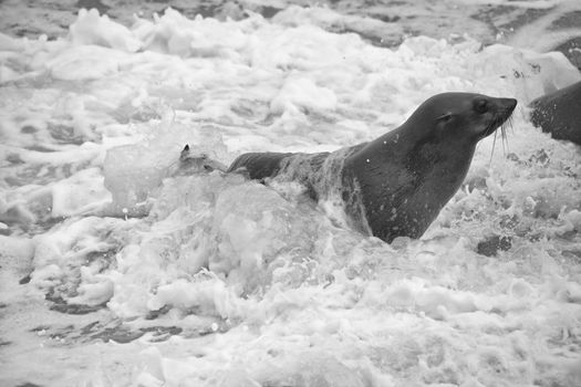 fur seal in the waves at cape cross seal reserve namibia