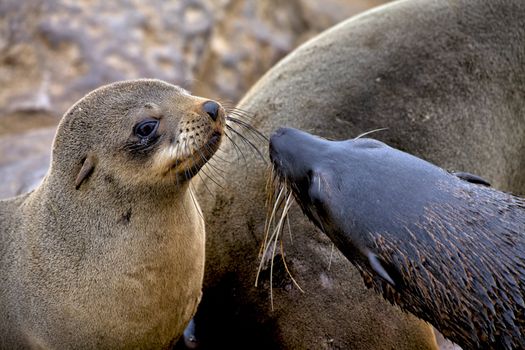 fur seal on the beach at cape cross seal reserve namibia africa near the skeleton coast