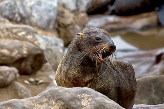 fur seal on the beach at cape cross seal reserve namibia 