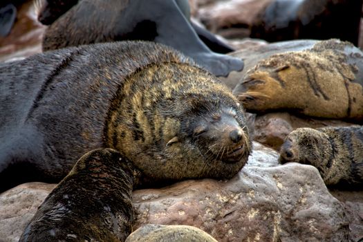 fur seal sleeping on the beach at cape cross seal reserve namibia africa near the skeleton coast