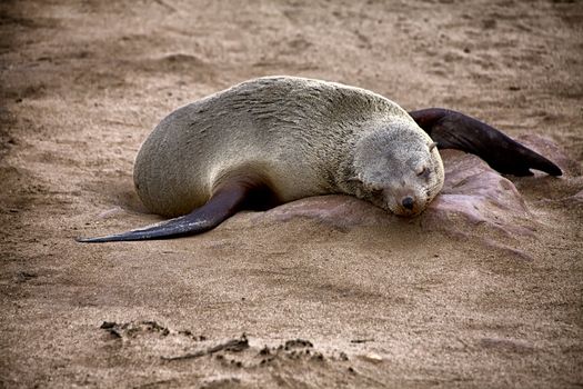fur seal sleeping on the beach at cape cross seal reserve namibia africa