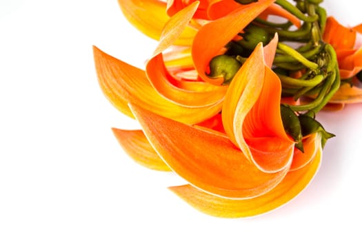 Dhak flower on white background