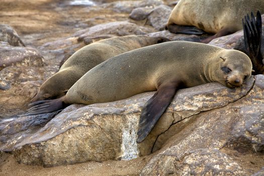 fur seal sleeping on the beach at cape cross seal reserve namibia 