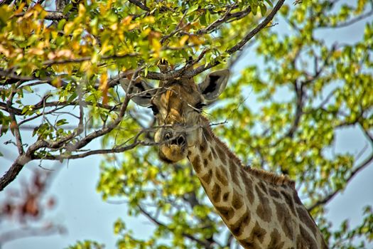 giraffe close-up in etosha national park namibia