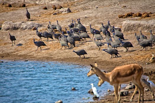 group of helmeted guineafowl near a waterhole in etosha national park namibia