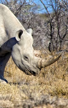 head of a black rhinoceros at etosha national park namibia