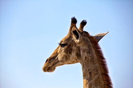 head of a giraffe in etosha national park namibia