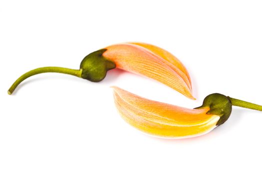 Dhak flower on white background