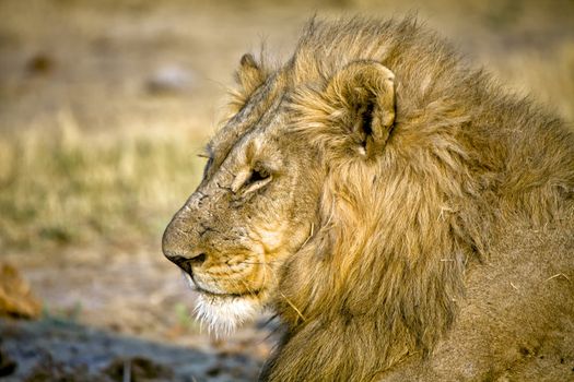 head of a lion (panthera leo) in etosha national park namibia africa