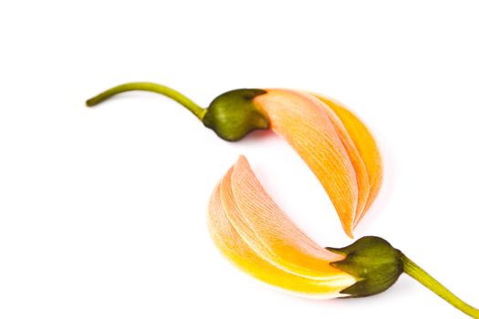 Dhak flower on white background