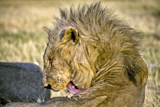 head of a lion in etosha national park namibia africa