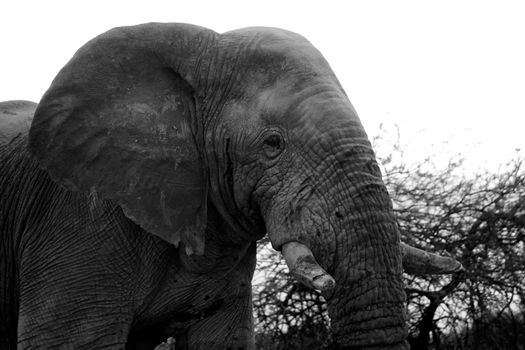 head of an elephant in etosha national park namibia