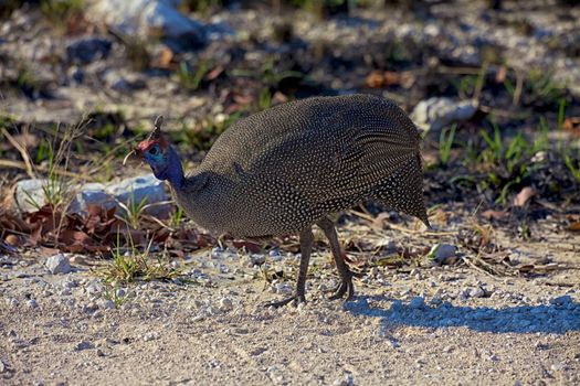 Helmeted guineafowl in Etosha National park Namibia