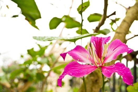 Orchid Tree