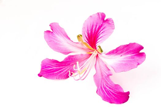 Orchid Tree on white background