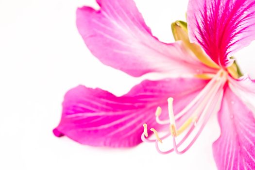 Orchid Tree on white background